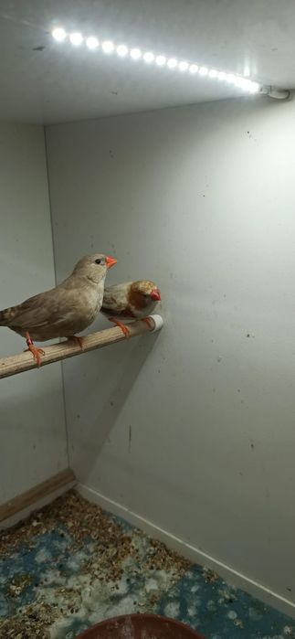 Zeberki obrączkowane