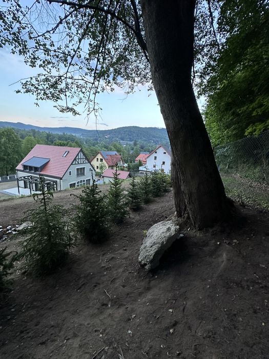 Świerk srebrny sadzenie żywopłot ogrodzenie transport