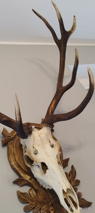 Duże Poroże jelenia  z czaszą  piękny