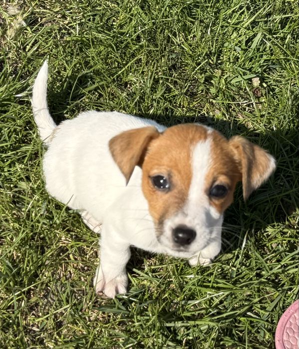 Jack Russel Terier piesek