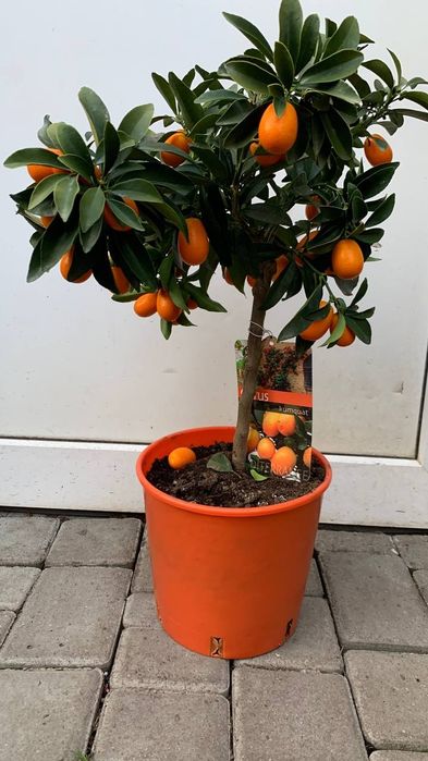 Кумкват / цитрус  / золотий апельсин h 75 cm