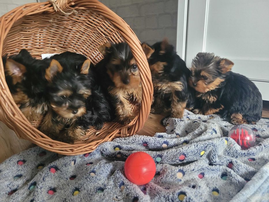 York yorki chłopiec Warszawa yorkshire terrier