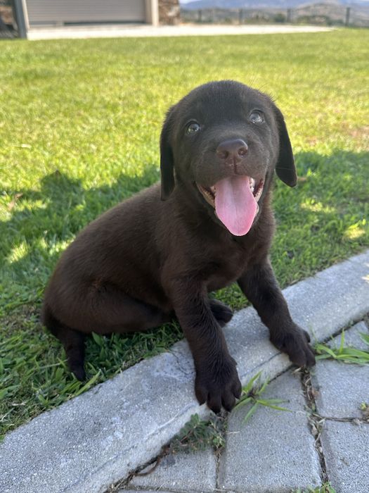 Labrador Retriever LOP e Afixo - castanho