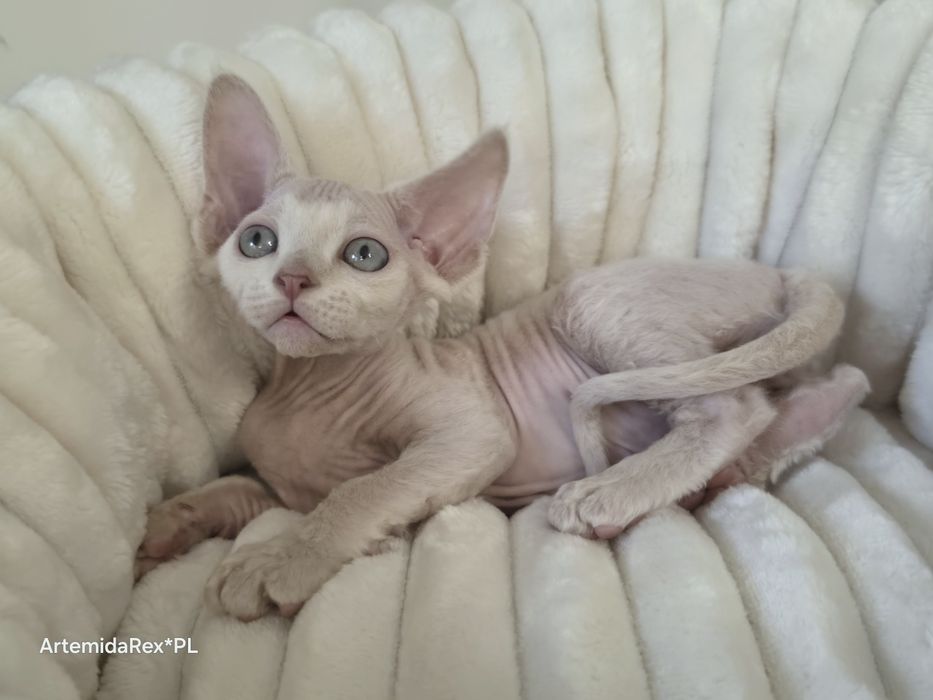 Devon Rex-Dostępny Kocurek Płowy !!! Point - Trójmiasto