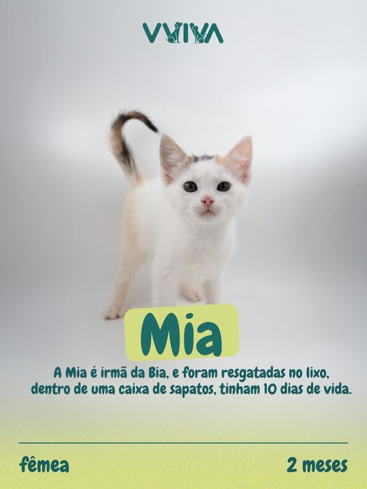 Gatinhos para adoção responsável