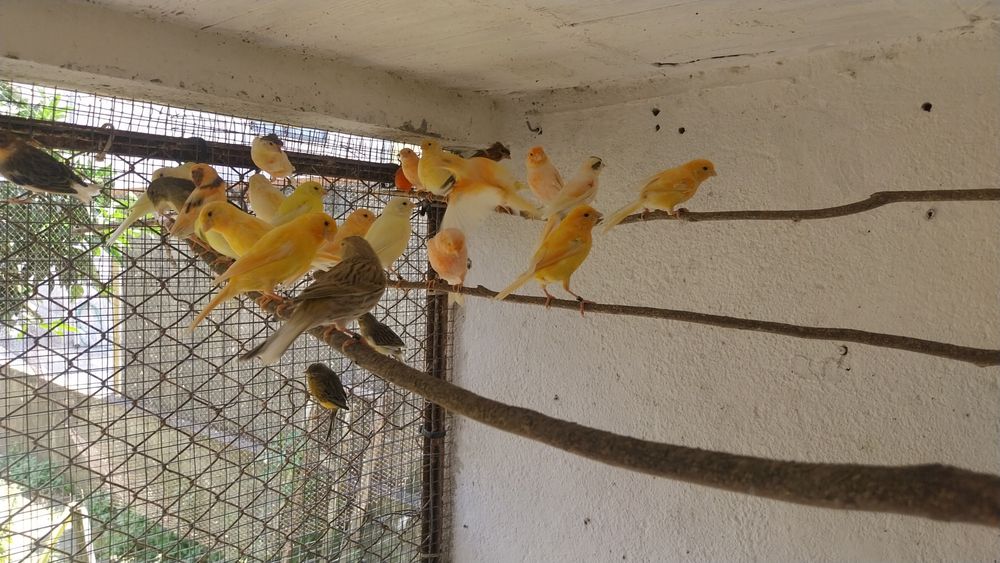 Canarios novos para venda