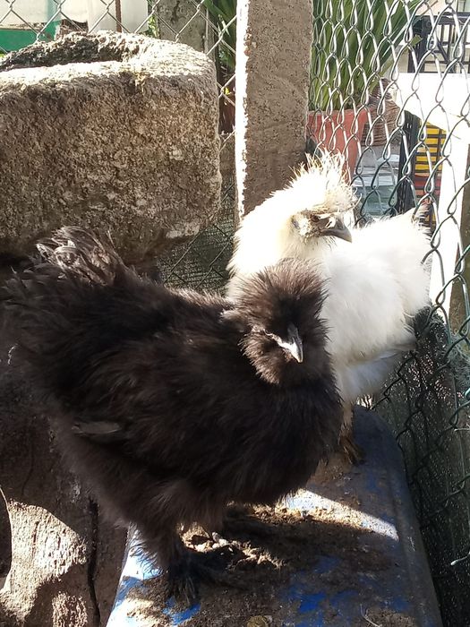 Brahmas, sedosas, pombos e faisões