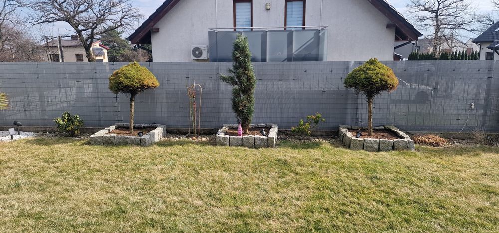 Świerk biały Conica dwie sztuki