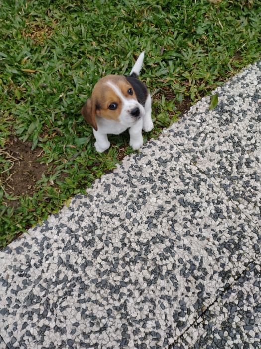Beagle disponível