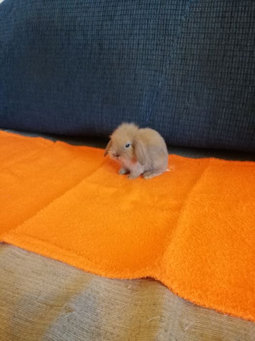 Króliczek karzełek Teddy, Mini Lop, gładki