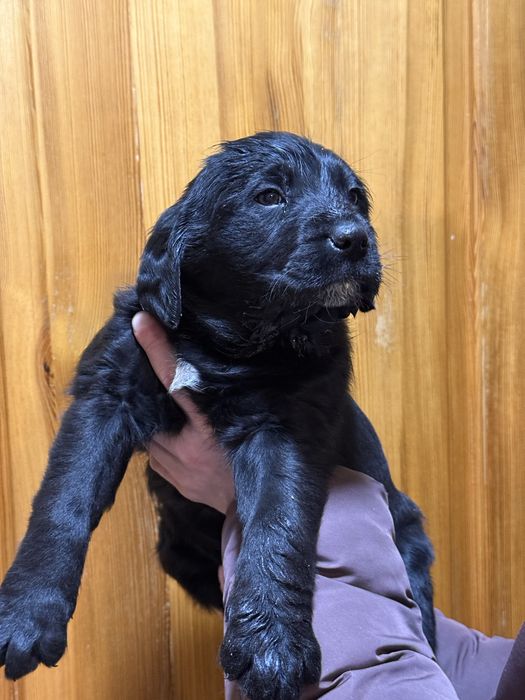 Віддам щенят, цуценят лабладора