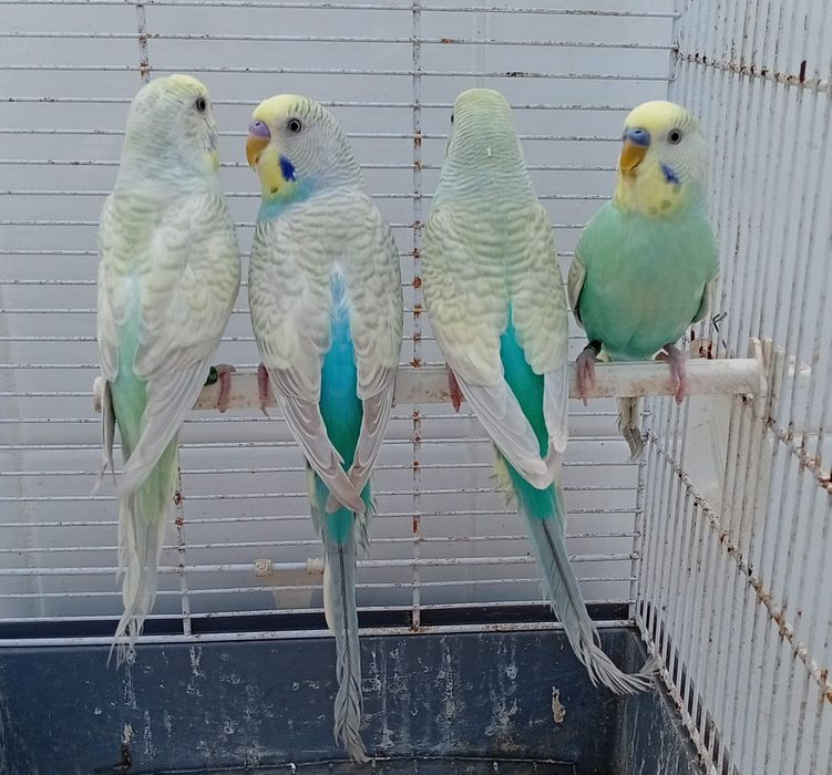 Piriquitos australianos