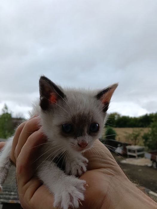 віддам в добрі руки маленьких кошенят