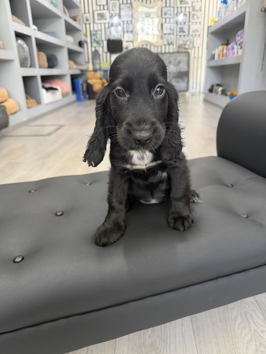 Cocker menina linda
