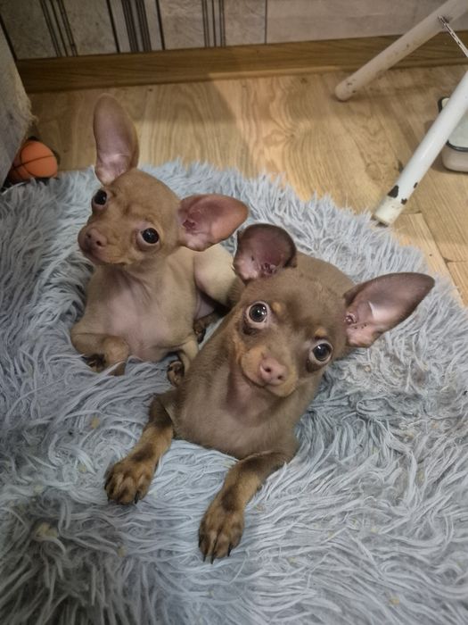 Красивые малыши тоя