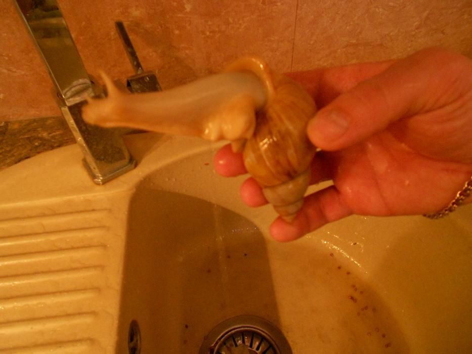 Равлики. Улитки Ахатини ( Альбіноси )Відправляємо по всій Україні...