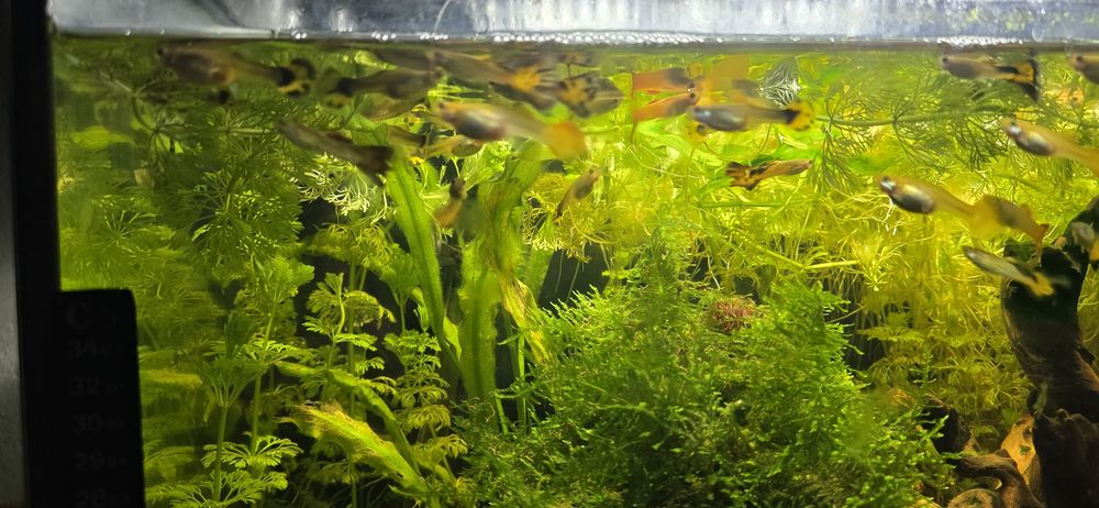 Oddam Gupiki  za duże rafaello