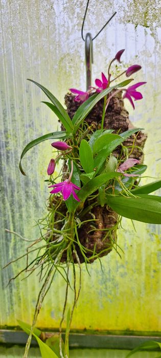 Montagem de Dendrobium  Berry Oda