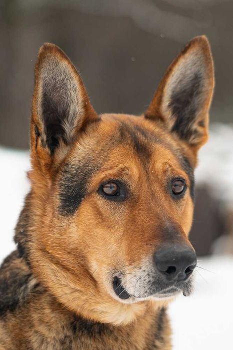 Sierżant owczarek mix szuka domu schronisko -Zgierz -aktualne