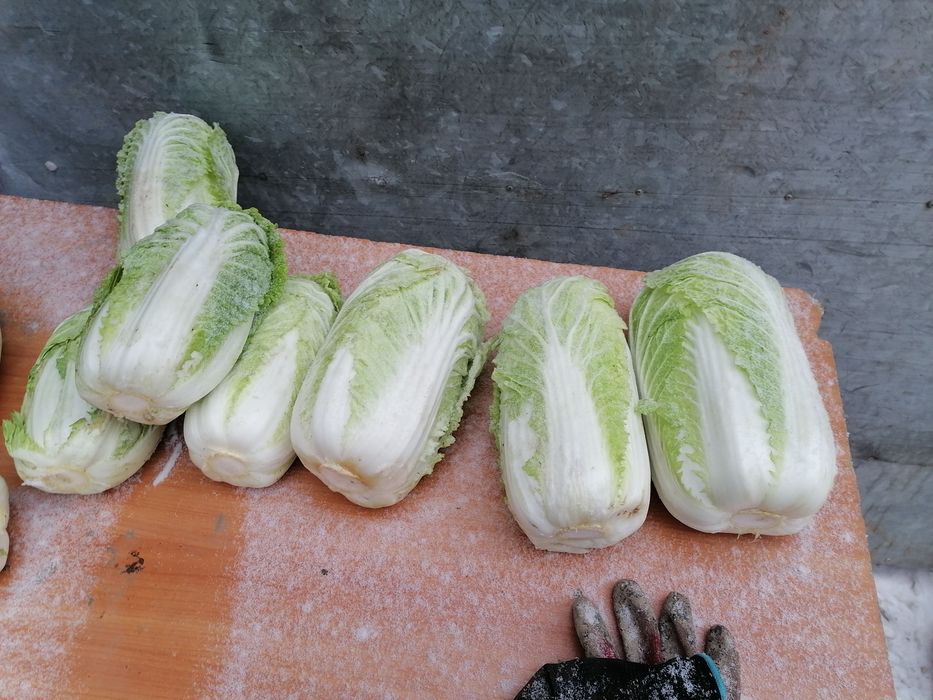 Kapusta pekińska duża 10  kilo wysyłka inpost prosto od rolnika