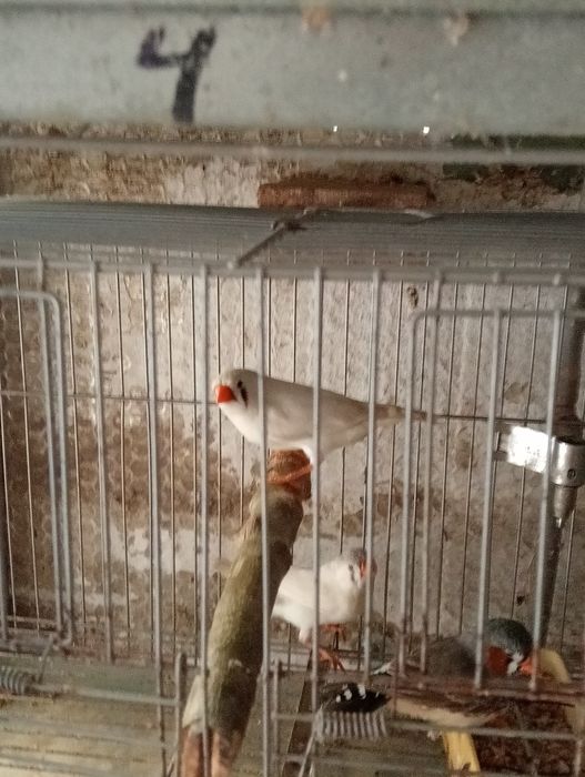 Vendo casais de mandarins