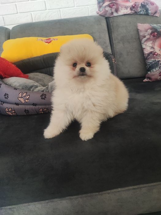 Pomeranian typ misia piesek