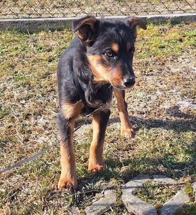 Dwa szczenięta ,będą małymi psami.