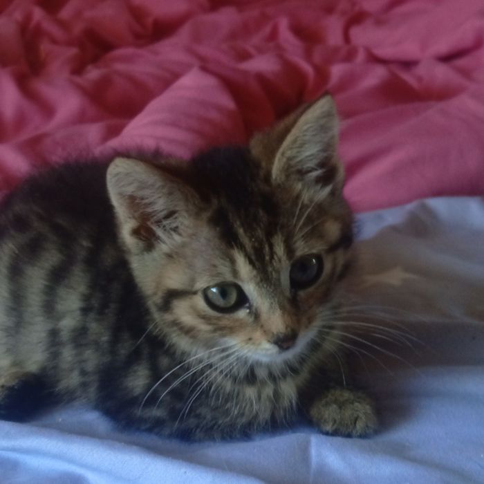 Кошенятко а любящие руки