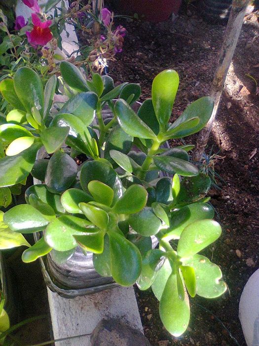 Plantas Suculentas