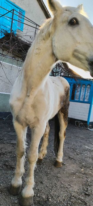 Продам коня (жеребець)