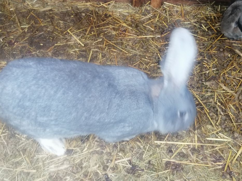 Króliki mieszane 6-7kg samce i samice