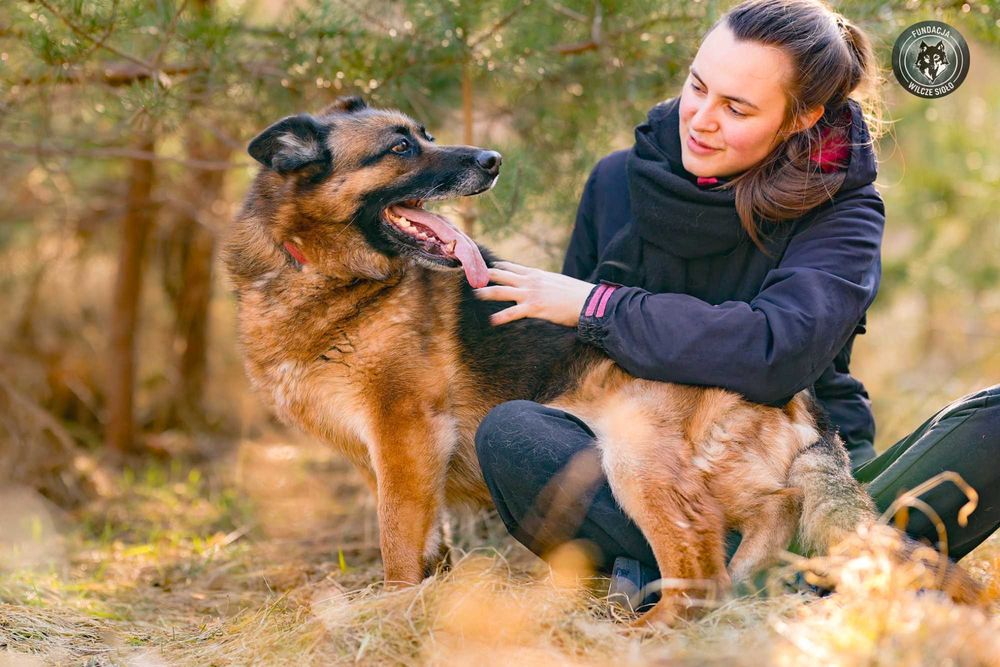 Korsa suczka , owczarek niemiecki , adopcja z fundacji