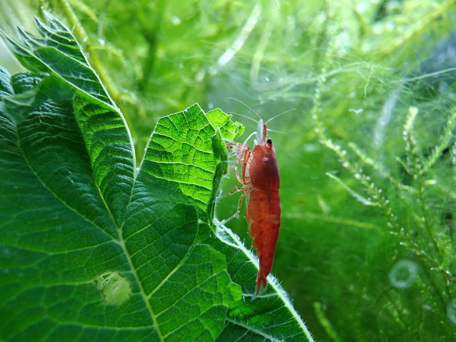 Krewetki Neocaridina Bloody Mary - czerwone