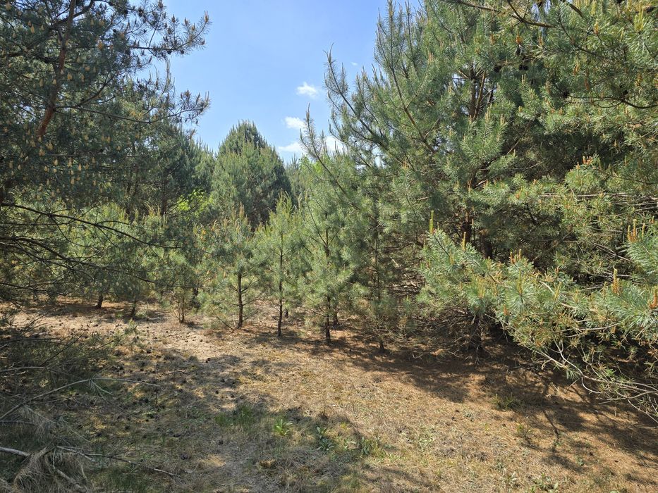 Działka 30 arów Długosiodło Nowa Wieś Nad rzeką  Narew
