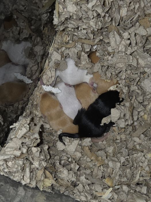 Myszoskoczki samiczki i samce