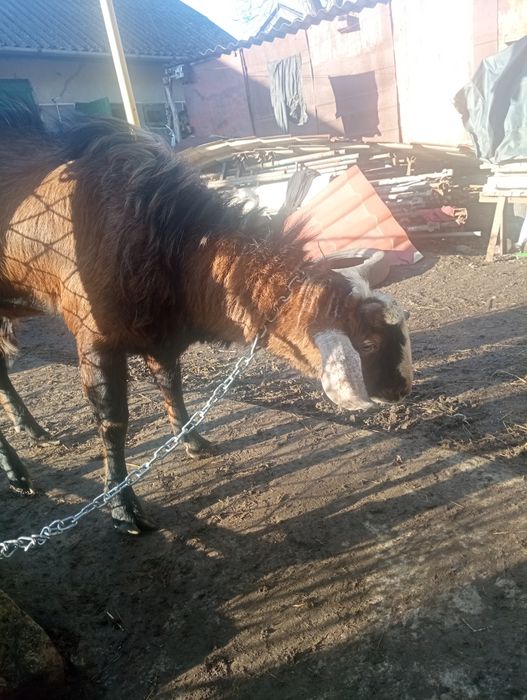 Продам Нубійського козла