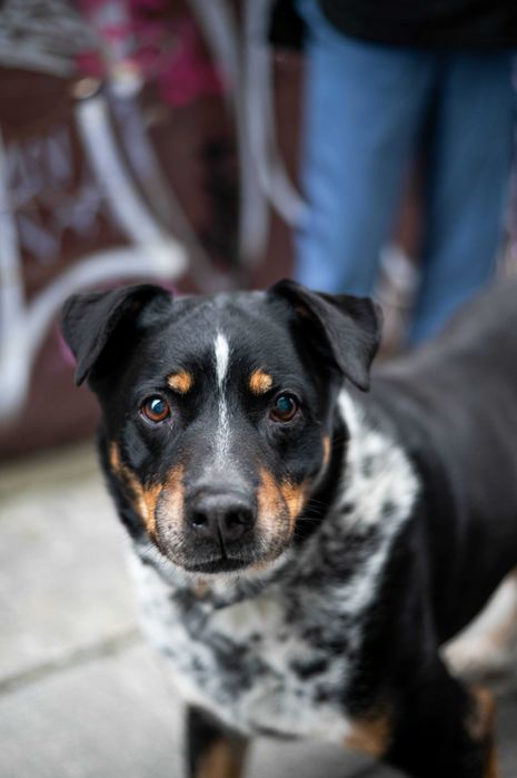 Wyrzucony z samochodu Baron szuka domu na zawsze