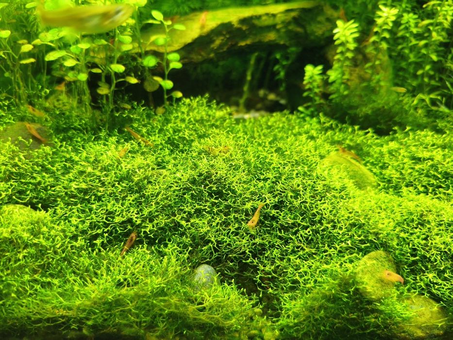 Riccia Fluitans trawnik akwariowy rośliny