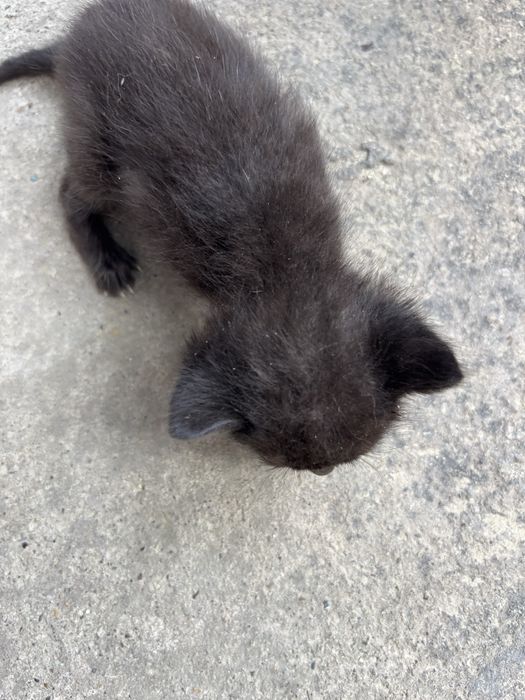 Котенятка ( в хороші руки)