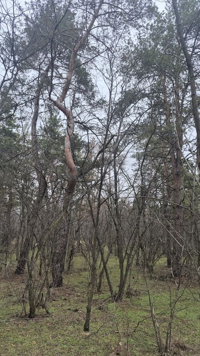 Обуховка, участок в лесу среди сосен