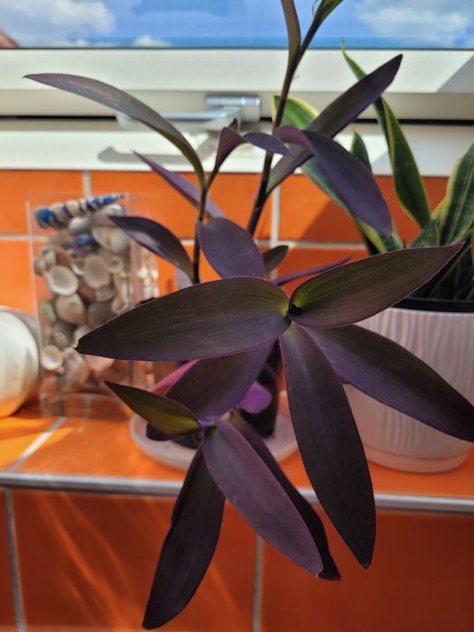 Szczawik roślina ogrodowa i domowa