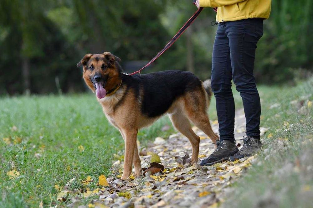 Gaja i Graf szukają domu, suczka, pies