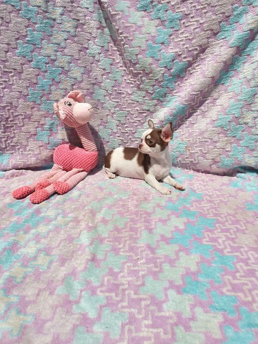 Chihuahua Fêmea Pêlo Curto
