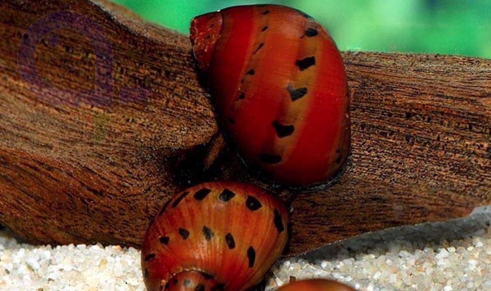 Ślimak Vittina semiconica RED ONION - SPOT - Neritina - dowóz, wysyłka