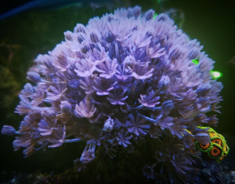 Xenia pulsująca - Koralowce Olsztyn akwarium morskie