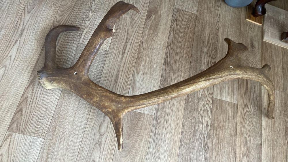 Продам рога оленя