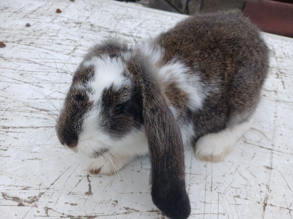 samiczka barana francuskiego