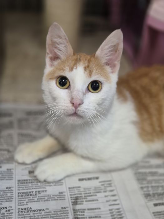 Koty do adopcji OLEŚNICA