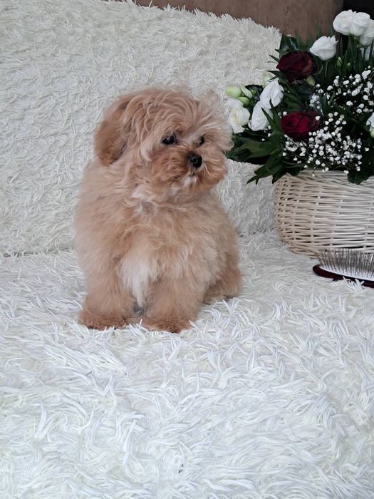 мальтіпу міні