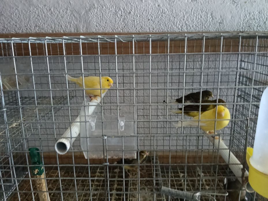 Canários 2024 fêmeas alecrins